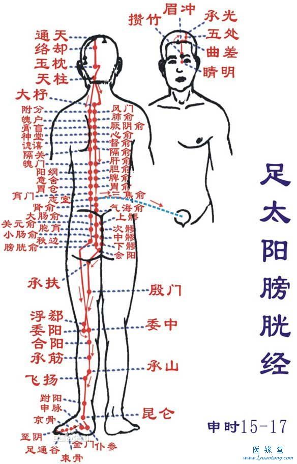 如何利用足太陽膀胱經“生命小黄片免费视频”提精神，增加健康指數